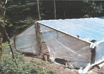 Piantagione di marijuana su terreno demaniale nel cosentino