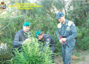 Elicottero scopre piantagione di ‘maria’ a Papanice