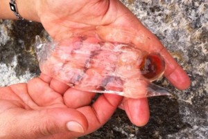 Salpe (Foto National Geographic)