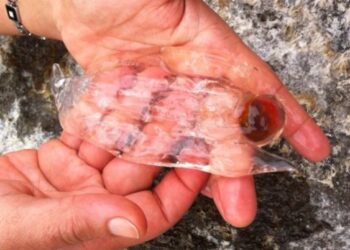 Invasione di salpe nello Ionio, l’esperto: ‘sono innocue’