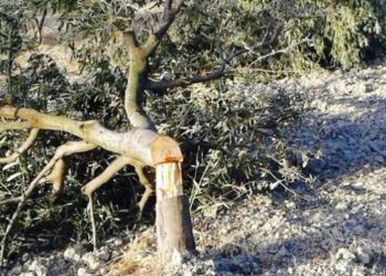 La ‘ndrangheta abbatte gli ulivi, Goel li ripianta