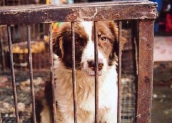 Torturano e uccidono cane poi caricano video su Facebook, denunciati