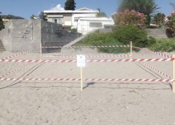 Tartaruga sceglie Diamante per deporre le uova