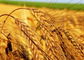 Coldiretti denuncia speculazione sul grano nel crotonese, prezzo in picchata