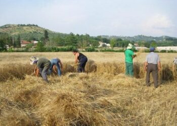 Domenica a Pallagorio la festa della mietitura