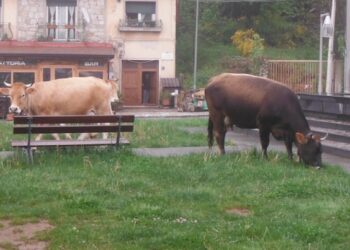 Vacche sacre, multe salatissime nel Parco Nazionale d’Aspromonte
