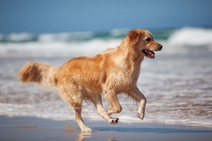 Cane spiaggia mare