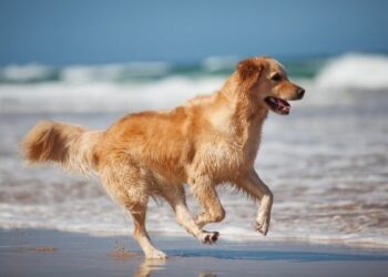 Divieto accesso cani in spiaggia, Tar boccia ordinanza di Ciro’ Marina e Soverato
