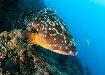 La cernia sceglie l’area marina per riprodursi, sospesa pesca a Capo Rizzuto