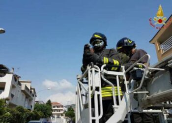 Falco rimane incastrato su antenna, salvato dai pompieri
