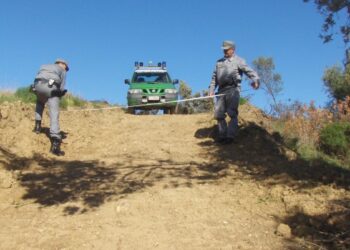 Umbriatico, disbosca area per creare pascolo: denunciato e multato