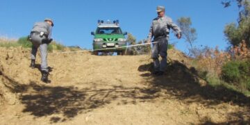 Umbriatico, disbosca area per creare pascolo: denunciato e multato