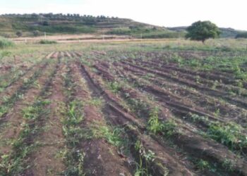 Ancora intimidazioni a Goel, estirpate le cipolle rosse a Briatico