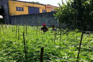 Pianatagione marijuana