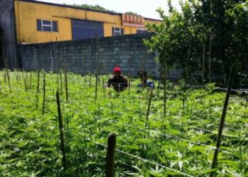 Trasforma podere agricolo in piantagione di ‘maria’, arrestato 56enne nel reggino