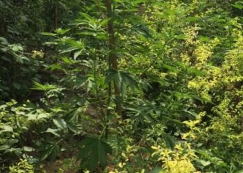 Piantagione di marijuana rinvenuta a Papanice