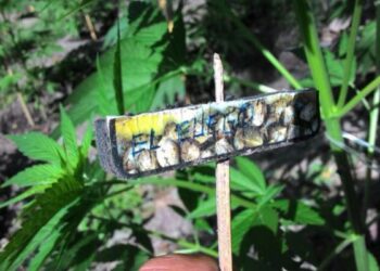 Piantagioni di marijuana grande come 5 campi da calcio scoperte a Cetraro