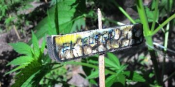 Piantagioni di marijuana grande come 5 campi da calcio scoperte a Cetraro