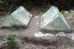 Piantagione marijuana a Cetraro (2)