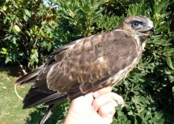 Poiana in difficolta’ salvata nel reggino, aveva anello di riconoscimento