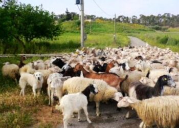 Discarica rifiuti a Scandale, Comune contrario: favorevoli Asp e ArpaCal