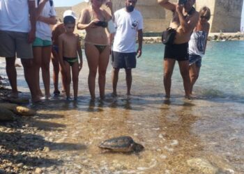Celia torna libera, tartaruga rimessa in liberta’ a Le Castella