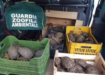 Custodiva 88 tartarughe, denunciato giovane a Ciro’ Marina
