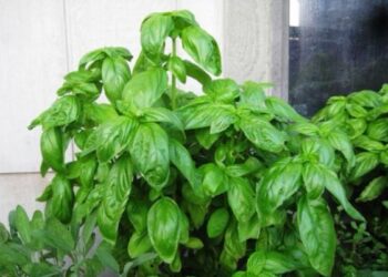 Erbe aromatiche: iva in aumento su basilico, rosmarino e salvia