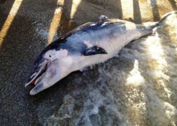 Trovato delfino spiaggiato a Strongoli Marina