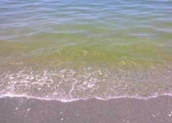 Acqua del mare verdastra a Pizzo, ArpaCal: ‘fioritura alghe’