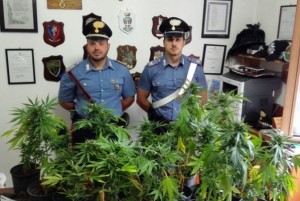 militari piantagione