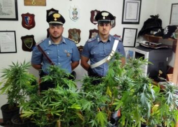 Piante marijuana in casolare abbandonato scoperte nel catanzarese