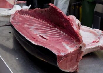 Tonno rosso, stop a pesca sportiva: multe salate