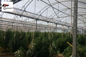 Cannabis in serra