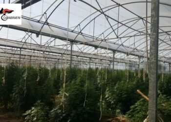 Cannabis in una serra del cosentino, scoperte 1300 piante