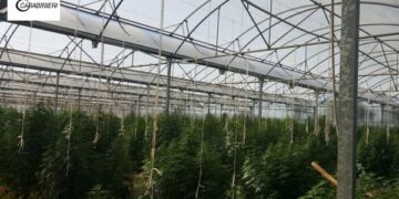 Cannabis in una serra del cosentino, scoperte 1300 piante