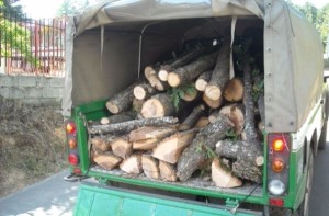 Materiale legnoso sequestrato