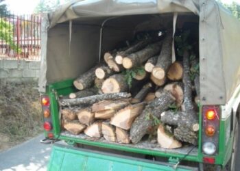 Sorpresi a tagliare alberi in Sila, denunce e maxi multe a Cotronei