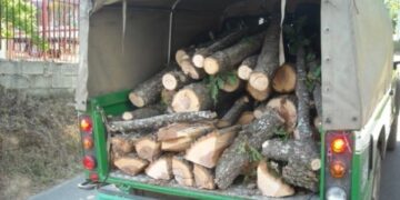 Sorpresi a tagliare alberi in Sila, denunce e maxi multe a Cotronei