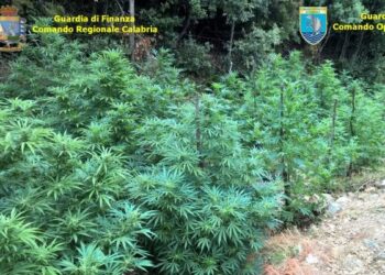 Otto piantagioni di marijuana in Calabria, scoperte con telerilevamento aereo