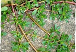 Cirò, Portulaca tra benefici e danni