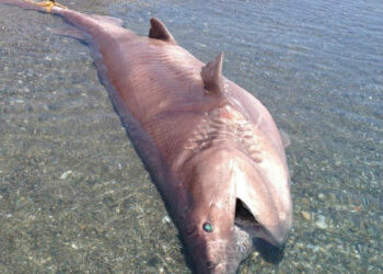 Cetacei, comunicato della Rete Regionale Spiaggiamento