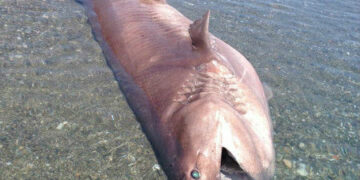 Cetacei, comunicato della Rete Regionale Spiaggiamento