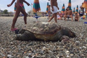 Tartaruga spiaggiata