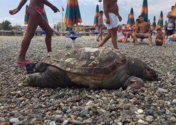 Tartarughe spiaggiate a Corigliano, serve piu’ attenzione e tutela