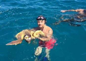 Ciro’ Marina, tartaruga marina impigliata in una rete salvata a Punta Alice