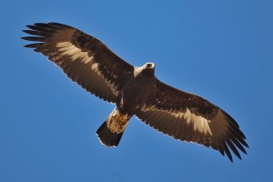 aquila