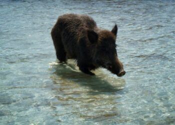 Cinghiale fa bagno al mare, curiosita’ e paura in Calabria