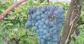 Cirò, Allerta meteo per le prossime 24/36 ore