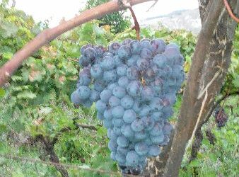 Cirò, Allerta meteo per le prossime 24/36 ore